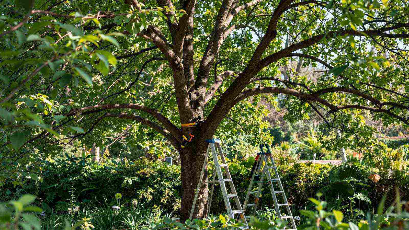 Professional tree pruning in a lush garden with ladder and tools visible